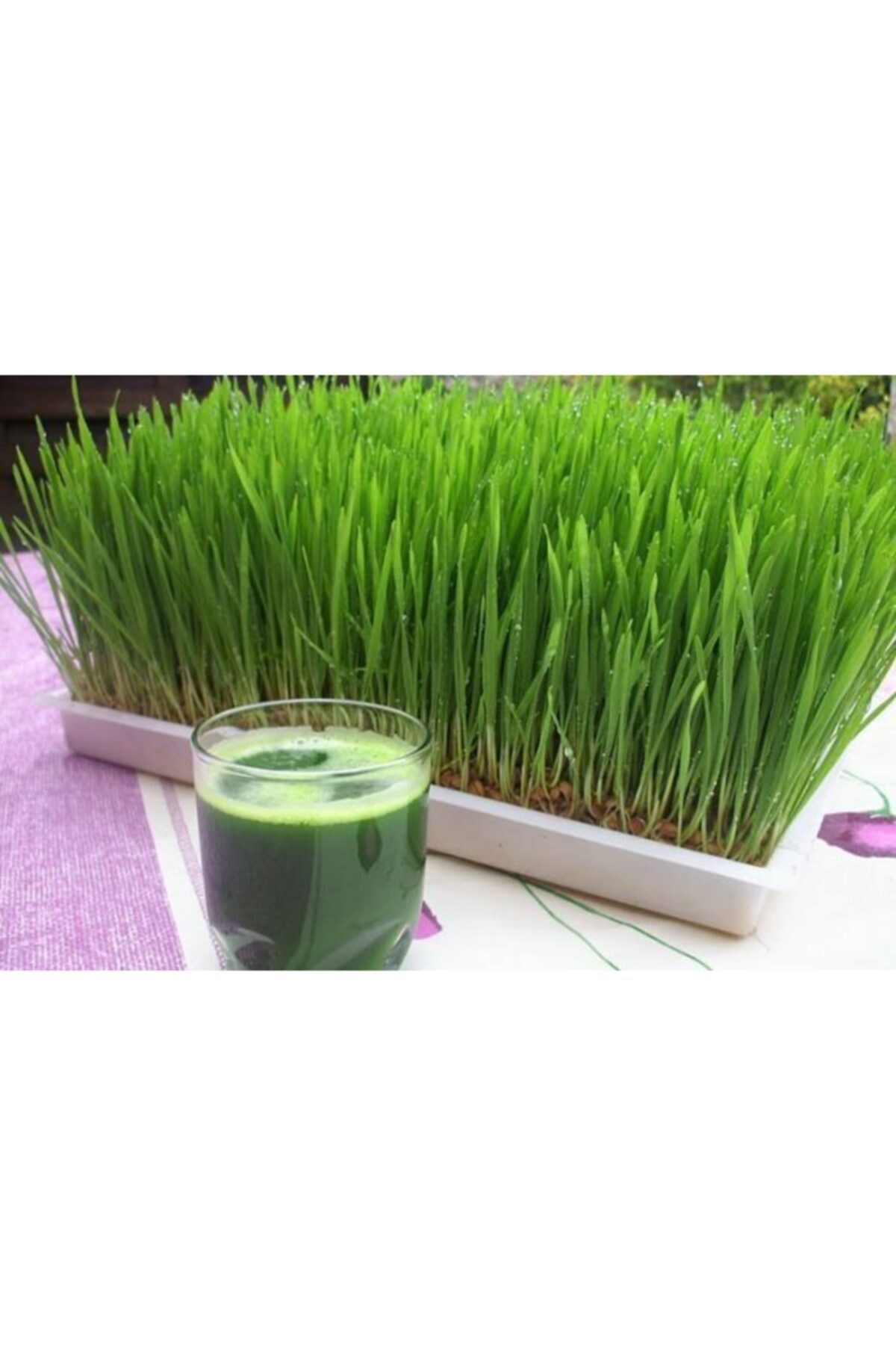 FarmLife Tohum 1 Kg Organik Buğday Çimi - Kedi Çimi Tohumu